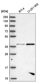 PBK Antibody in Western Blot (WB)