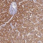 NYREN18 Antibody in Immunohistochemistry (Paraffin) (IHC (P))