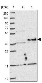 NFYA Antibody in Western Blot (WB)
