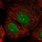 IRX2 Polyclonal Antibody