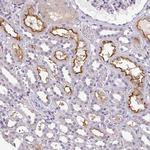 CD229 Polyclonal Antibody