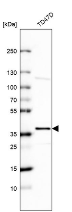 EHF Antibody in Western Blot (WB)
