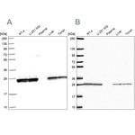 TPI1 Antibody in Western Blot (WB)