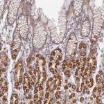 PPP6C Antibody in Immunohistochemistry (Paraffin) (IHC (P))