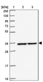 PPP6C Antibody in Western Blot (WB)
