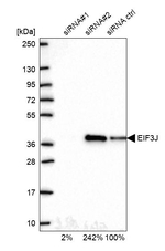 eIF3j Antibody in Western Blot (WB)