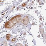 Apolipoprotein M Antibody in Immunohistochemistry (Paraffin) (IHC (P))