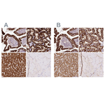 PCK2 Antibody in Immunohistochemistry (Paraffin) (IHC (P))