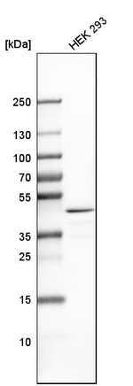 TRBP Antibody in Western Blot (WB)