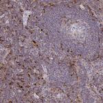 CCL21 Antibody in Immunohistochemistry (Paraffin) (IHC (P))