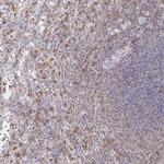 CCL21 Antibody in Immunohistochemistry (Paraffin) (IHC (P))