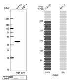Calponin 3 Antibody in Western Blot (WB)