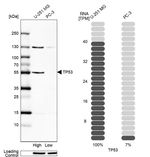 p53 Antibody in Western Blot (WB)