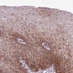 ENSA Antibody in Immunohistochemistry (Paraffin) (IHC (P))