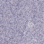 INCENP Polyclonal Antibody