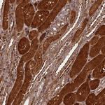 NALP7 Polyclonal Antibody
