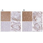 Drebrin Antibody in Immunohistochemistry (Paraffin) (IHC (P))