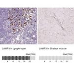 LAMP3 Antibody