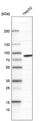 Thrombin Antibody in Western Blot (WB)