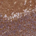 Neuroplastin Antibody in Immunohistochemistry (Paraffin) (IHC (P))
