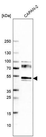 Neuroplastin Antibody in Western Blot (WB)