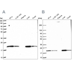 MT-CO2 Antibody in Western Blot (WB)