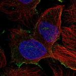 PDZD8 Polyclonal Antibody