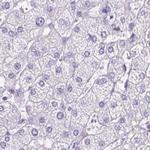 PDIA2 Antibody in Immunohistochemistry (Paraffin) (IHC (P))