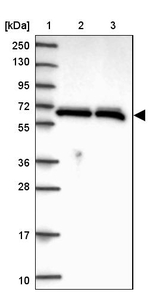 hnRNP L Antibody in Western Blot (WB)