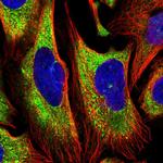 EEF1A1 Polyclonal Antibody