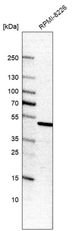 EEF1A1 Antibody in Western Blot (WB)