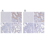 SGLT1 Polyclonal Antibody