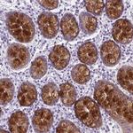 BCAS1 Antibody in Immunohistochemistry (Paraffin) (IHC (P))