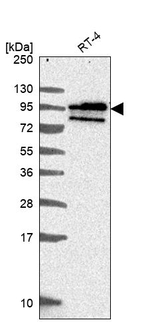 BCAS1 Antibody in Western Blot (WB)