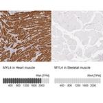 MYL4 Antibody