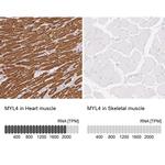 MYL4 Antibody