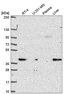 PEX19 Antibody in Western Blot (WB)