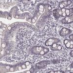 IQCG Polyclonal Antibody