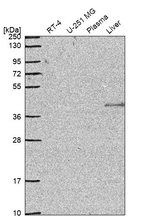 IQCG Antibody in Western Blot (WB)