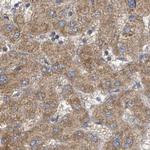 RPL32 Antibody in Immunohistochemistry (Paraffin) (IHC (P))