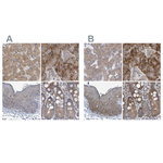 RPL32 Antibody in Immunohistochemistry (Paraffin) (IHC (P))