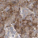 RPL32 Antibody in Immunohistochemistry (Paraffin) (IHC (P))