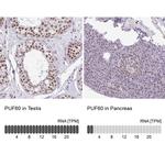 PUF60 Antibody
