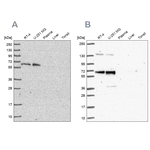 PUF60 Antibody in Western Blot (WB)