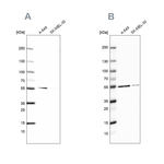 GPI Polyclonal Antibody