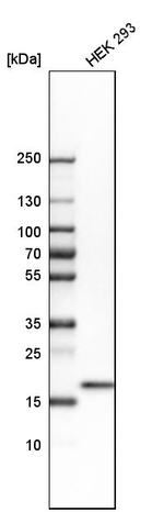 FAIM Antibody in Western Blot (WB)