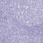 Carboxypeptidase A1 Polyclonal Antibody