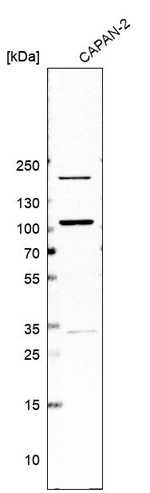 PIBF1 Antibody in Western Blot (WB)