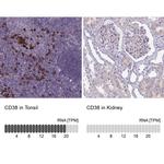 CD38 Antibody