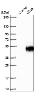 CD38 Antibody in Western Blot (WB)